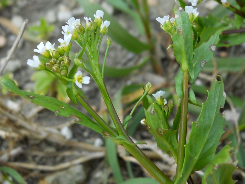 Calepina irregularis